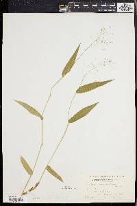 Panicum commutatum image