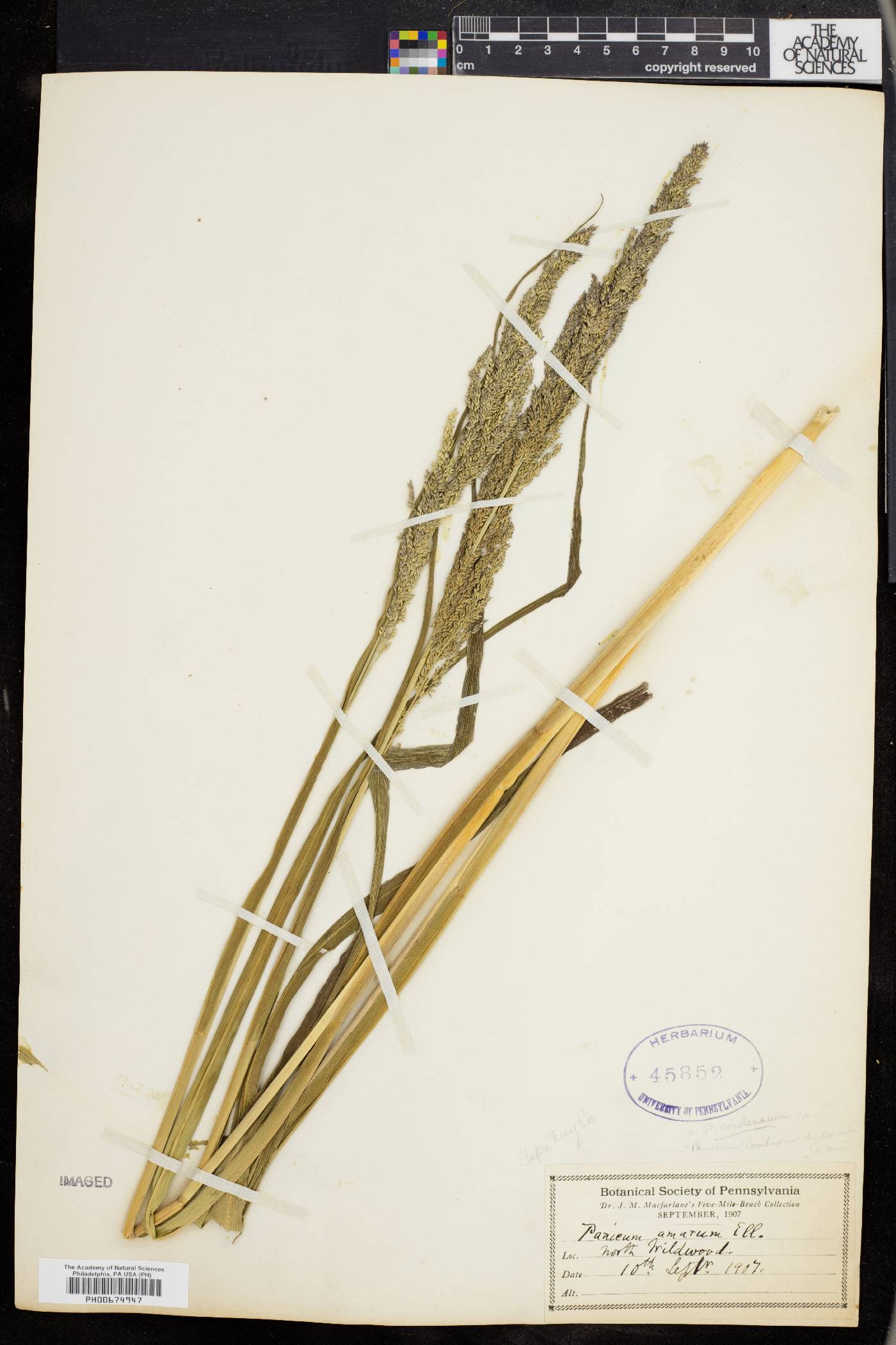 Panicum condensum image