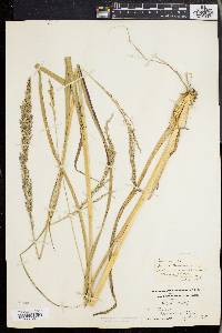 Panicum condensum image