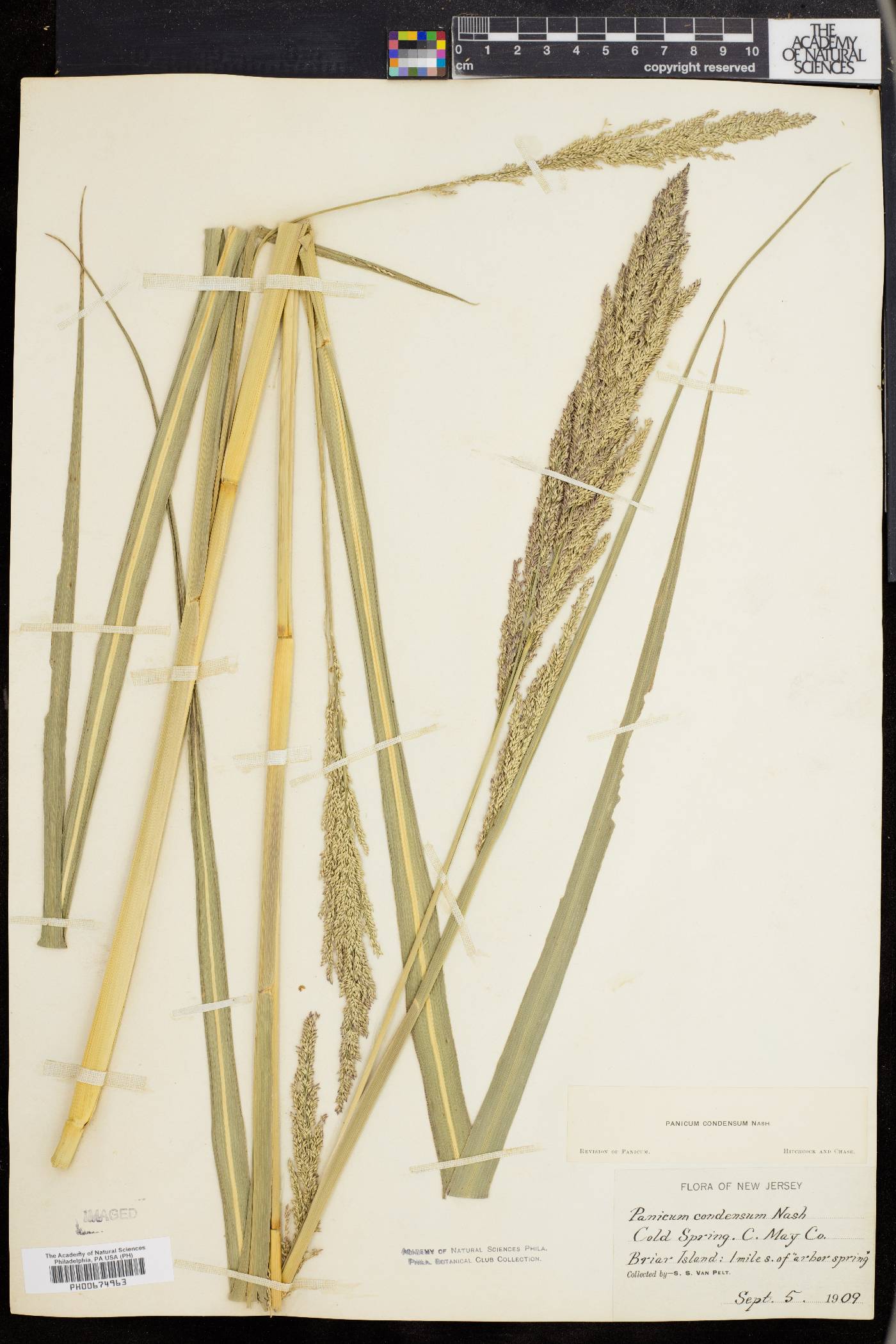 Panicum condensum image