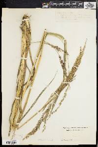 Panicum condensum image