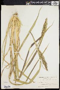 Panicum condensum image