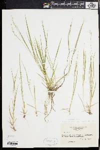 Panicum depauperatum image