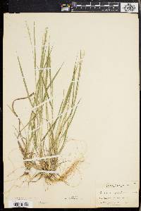 Panicum depauperatum image