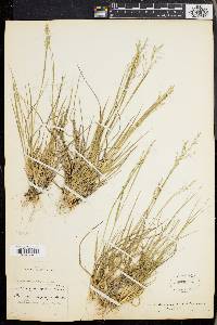 Panicum depauperatum image