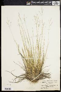 Panicum depauperatum image