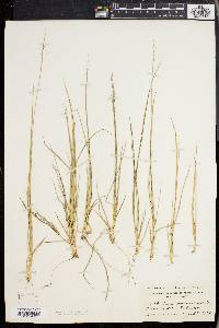 Panicum depauperatum image