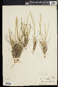 Panicum depauperatum image