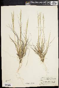 Panicum depauperatum image