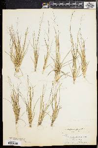 Panicum depauperatum image