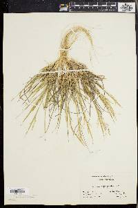 Dichanthelium depauperatum image