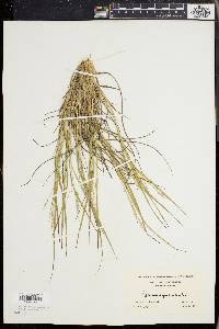 Dichanthelium depauperatum image