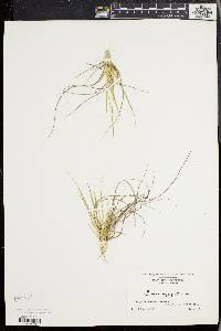 Dichanthelium depauperatum image
