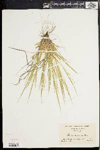Dichanthelium depauperatum image