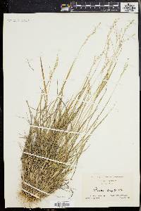 Panicum depauperatum image