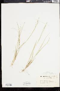 Panicum depauperatum image