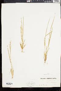 Panicum depauperatum image