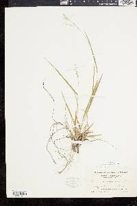 Panicum depauperatum var. psilophyllum image