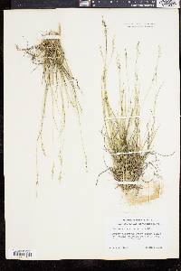Panicum depauperatum var. psilophyllum image