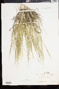 Panicum depauperatum var. psilophyllum image