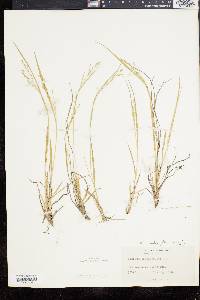 Panicum depauperatum var. psilophyllum image