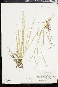 Panicum depauperatum image