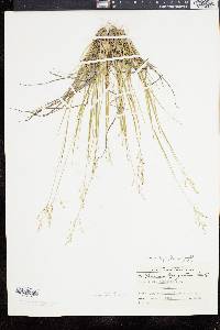 Panicum depauperatum image