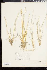 Panicum depauperatum image