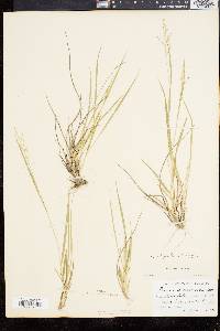 Panicum depauperatum var. psilophyllum image