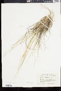 Panicum depauperatum image