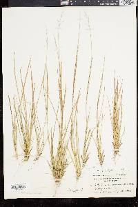 Panicum depauperatum image