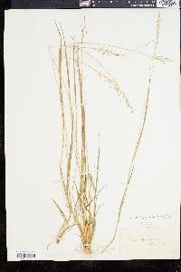 Panicum depauperatum var. psilophyllum image