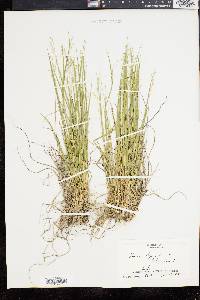 Panicum depauperatum image