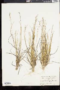 Panicum depauperatum var. psilophyllum image