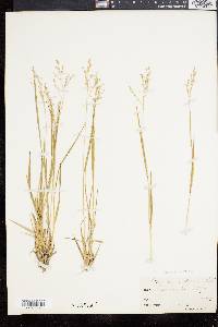 Panicum depauperatum image