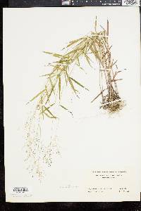 Panicum dichotomum image