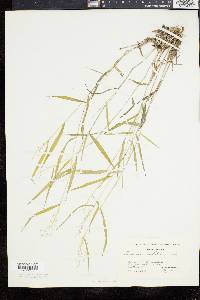 Panicum dichotomum image