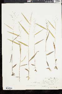 Panicum dichotomum image