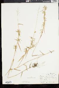 Dichanthelium dichotomum subsp. microcarpon image