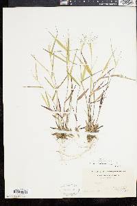 Panicum dichotomum image