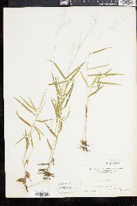 Panicum dichotomum image