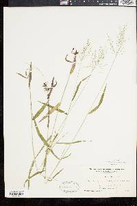 Panicum dichotomum image