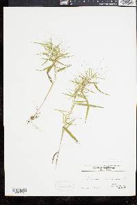 Panicum dichotomum image