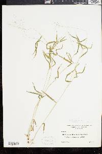 Panicum dichotomum image