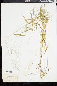 Panicum dichotomum image