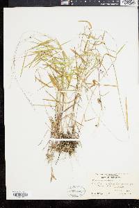 Panicum dichotomum image