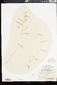 Panicum dichotomum image