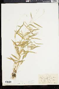 Panicum dichotomum image