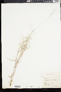 Panicum dichotomum image