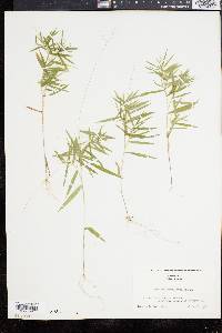 Panicum dichotomum image